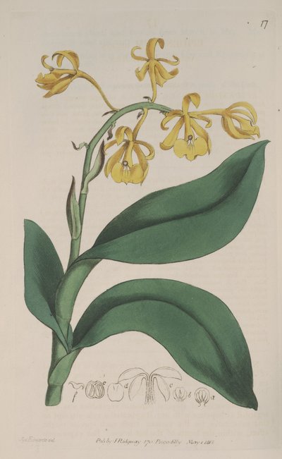 Illustratie van Epidendrum nutans door Sydenham Teast Edwards